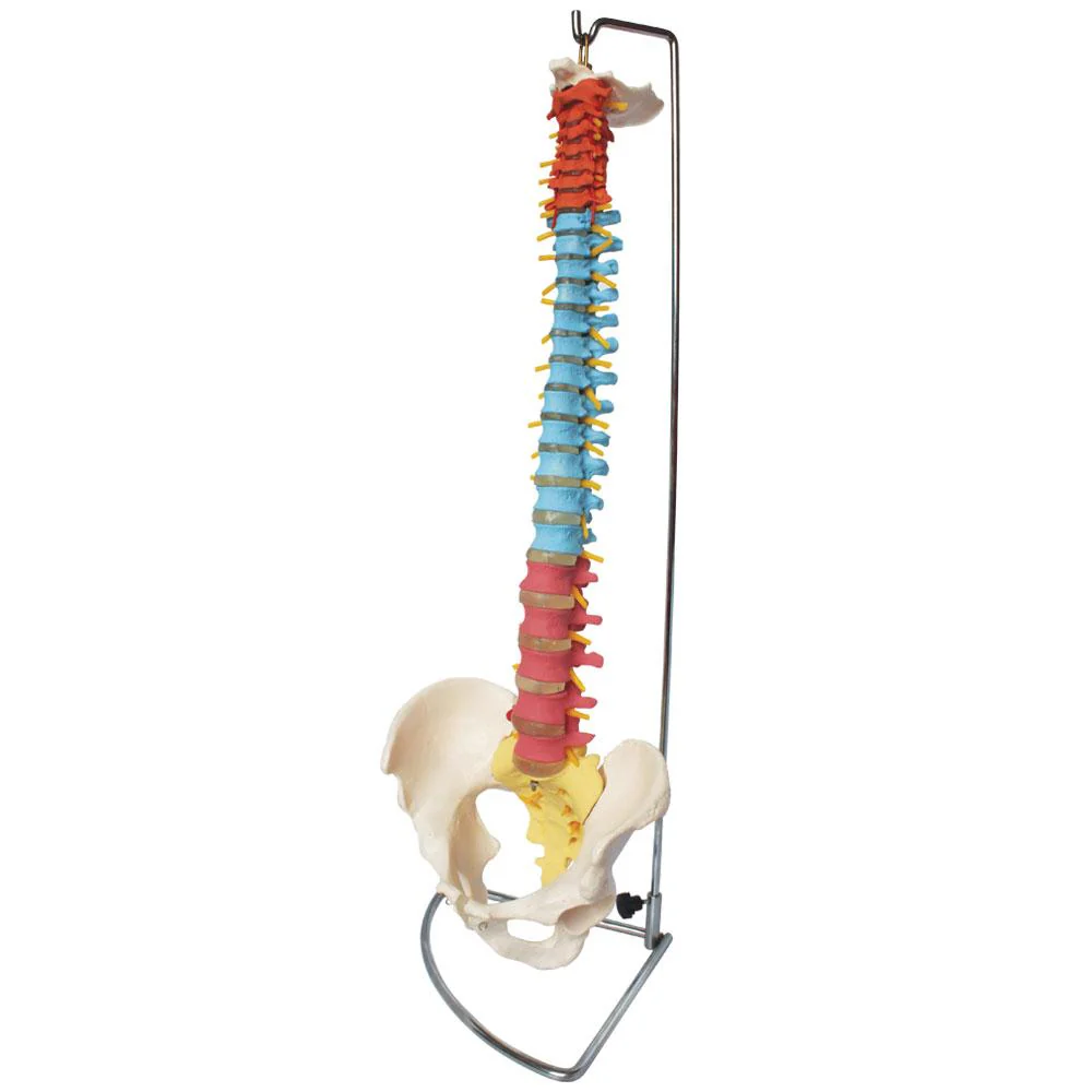 66fit Anatomical Flexible Vertebral Column With Pelvis (Coloured) - Image 3