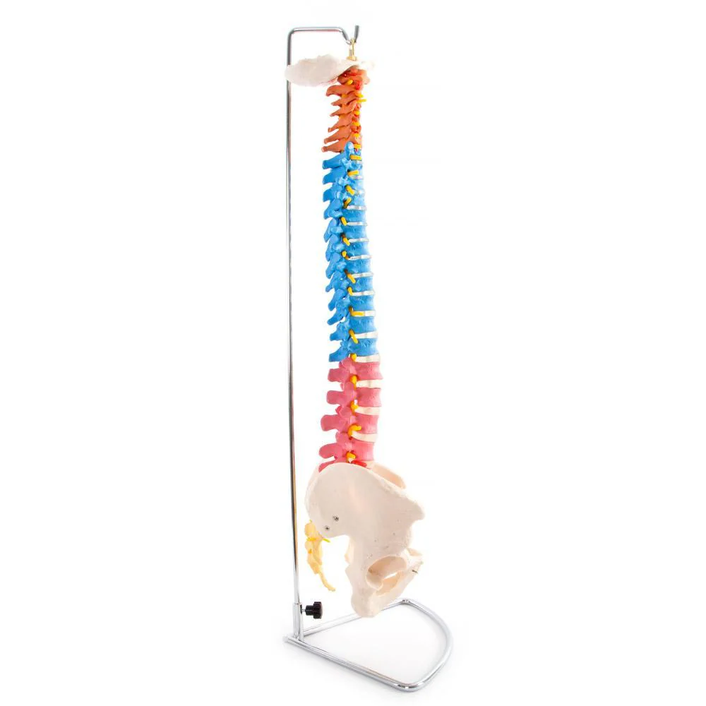 66fit Anatomical Flexible Vertebral Column With Pelvis (Coloured) - Image 4