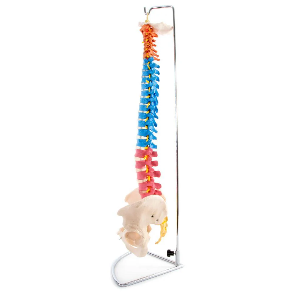 66fit Anatomical Flexible Vertebral Column With Pelvis (Coloured) - Image 6