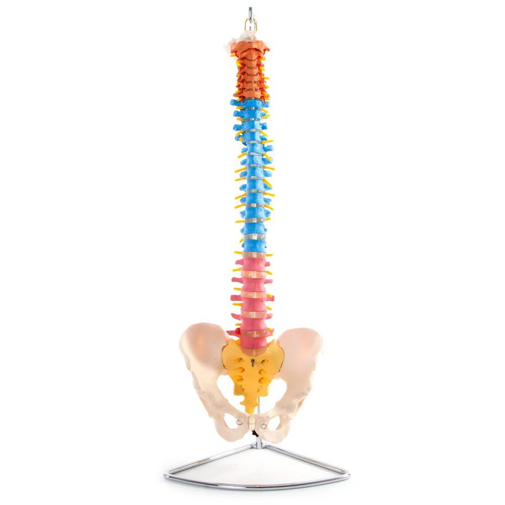 66fit Anatomical Flexible Vertebral Column With Pelvis (Coloured) - Image 7