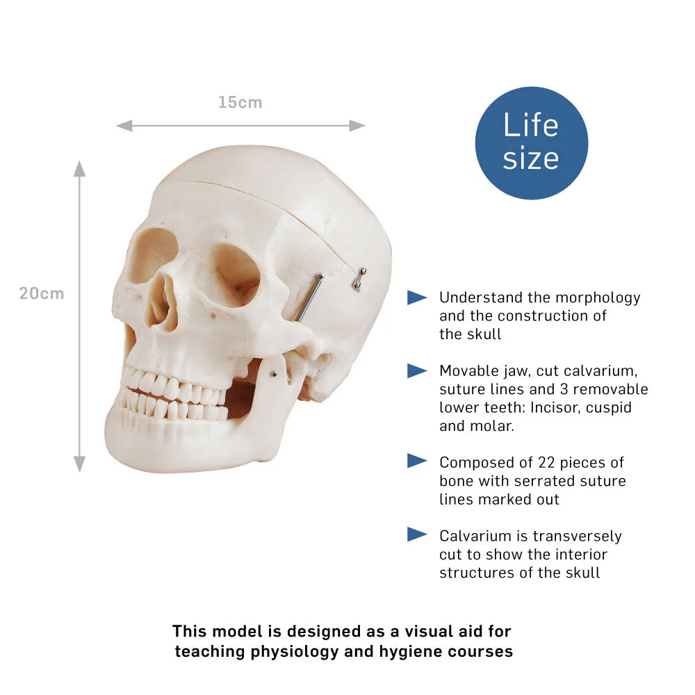 66fit Deluxe Life Size Human Skull Anatomical Model - Image 2