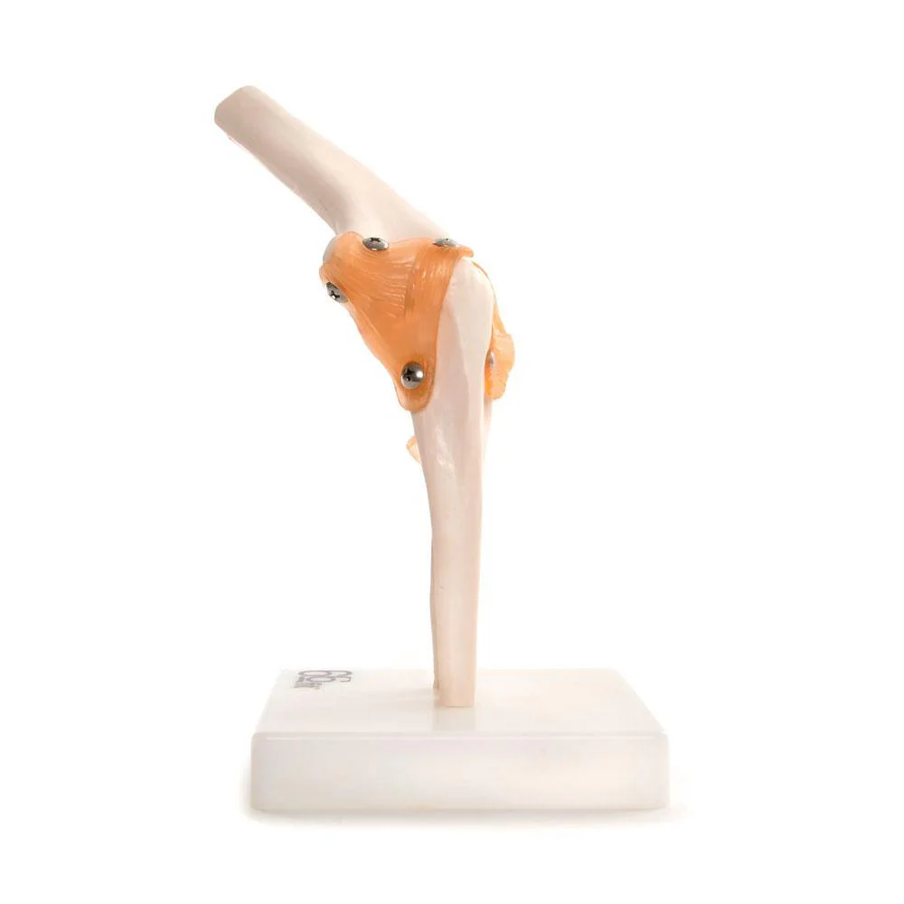 66fit Elbow Joint Anatomical Model - Image 3