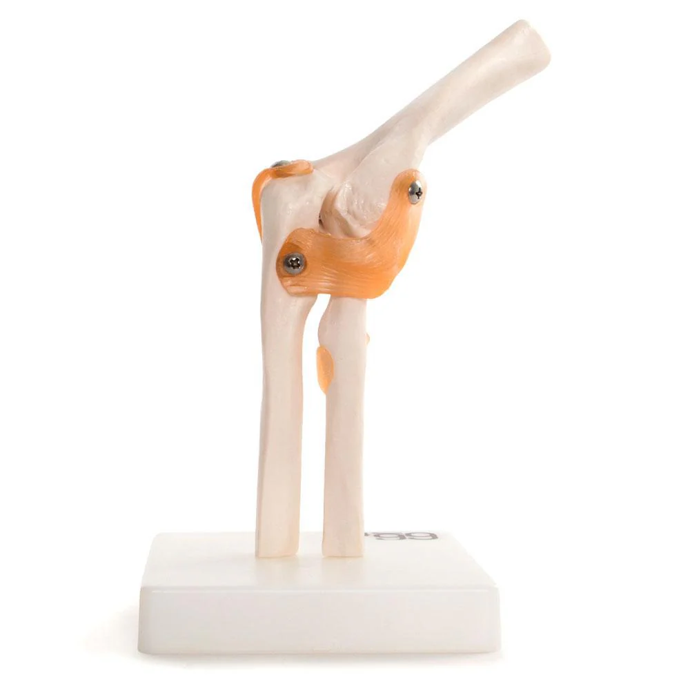 66fit Elbow Joint Anatomical Model - Image 4