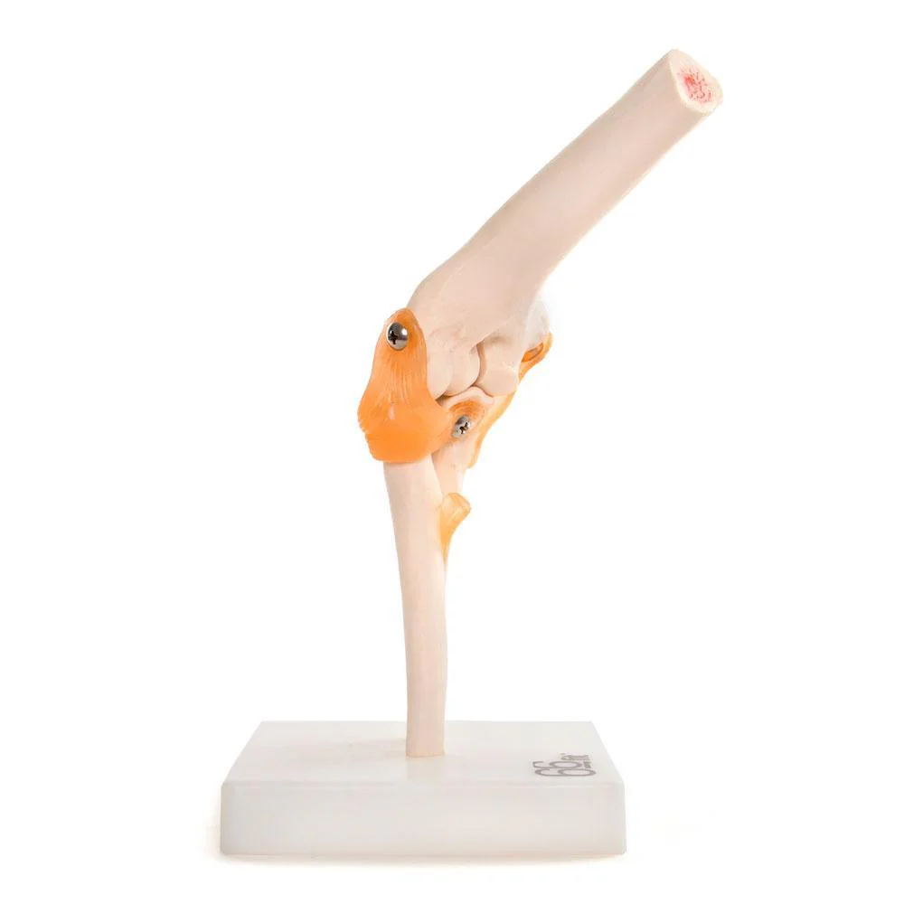 66fit Elbow Joint Anatomical Model - Image 5