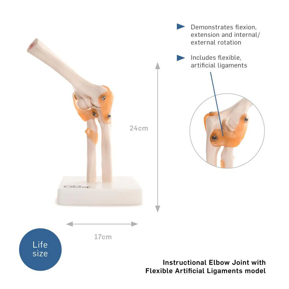 66fit Elbow Joint Anatomical Model - Image 6