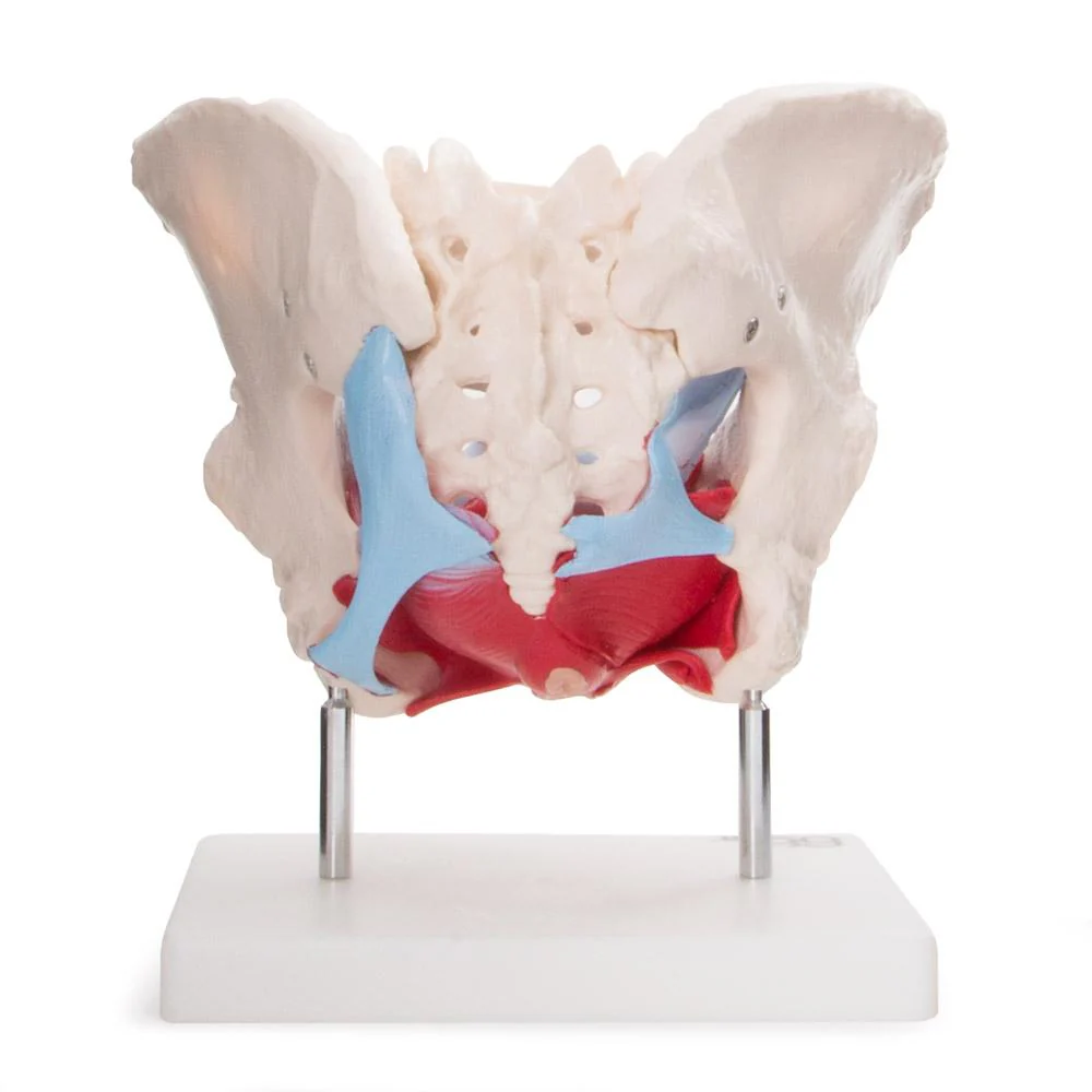 66fit Female Pelvic Muscles & Organ Anatomical Model - Image 2