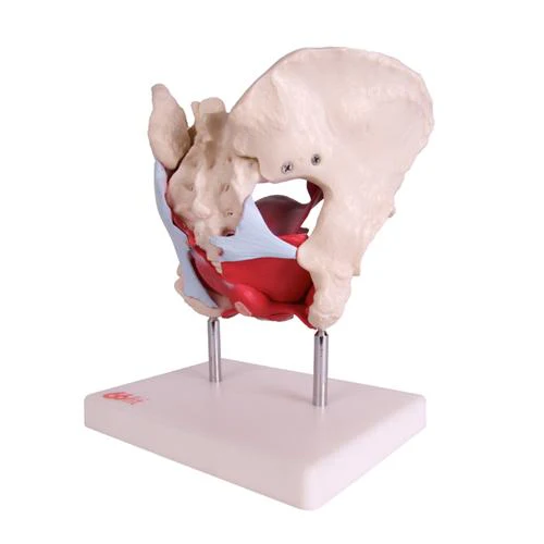66fit Female Pelvic Muscles & Organ Anatomical Model - Image 3