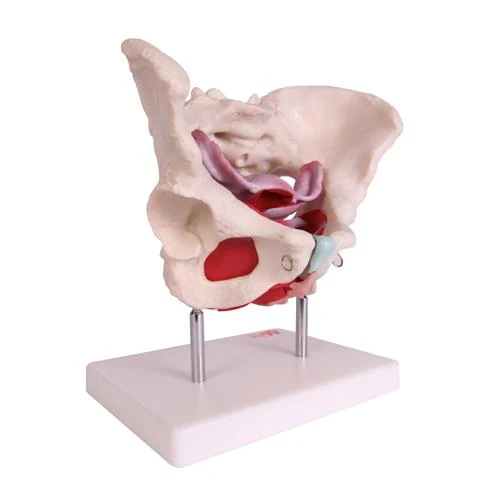66fit Female Pelvic Muscles & Organ Anatomical Model - Image 4