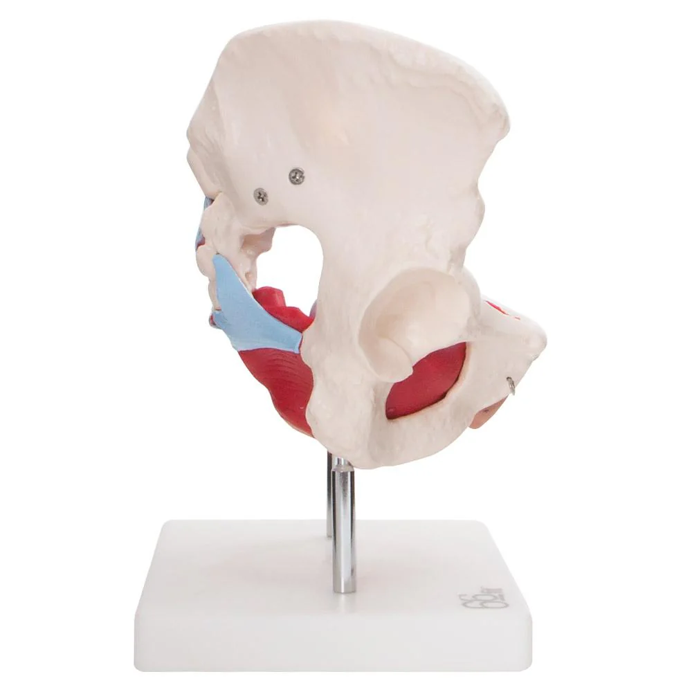 66fit Female Pelvic Muscles & Organ Anatomical Model - Image 5