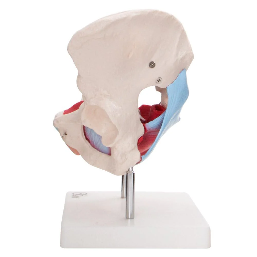66fit Female Pelvic Muscles & Organ Anatomical Model - Image 6