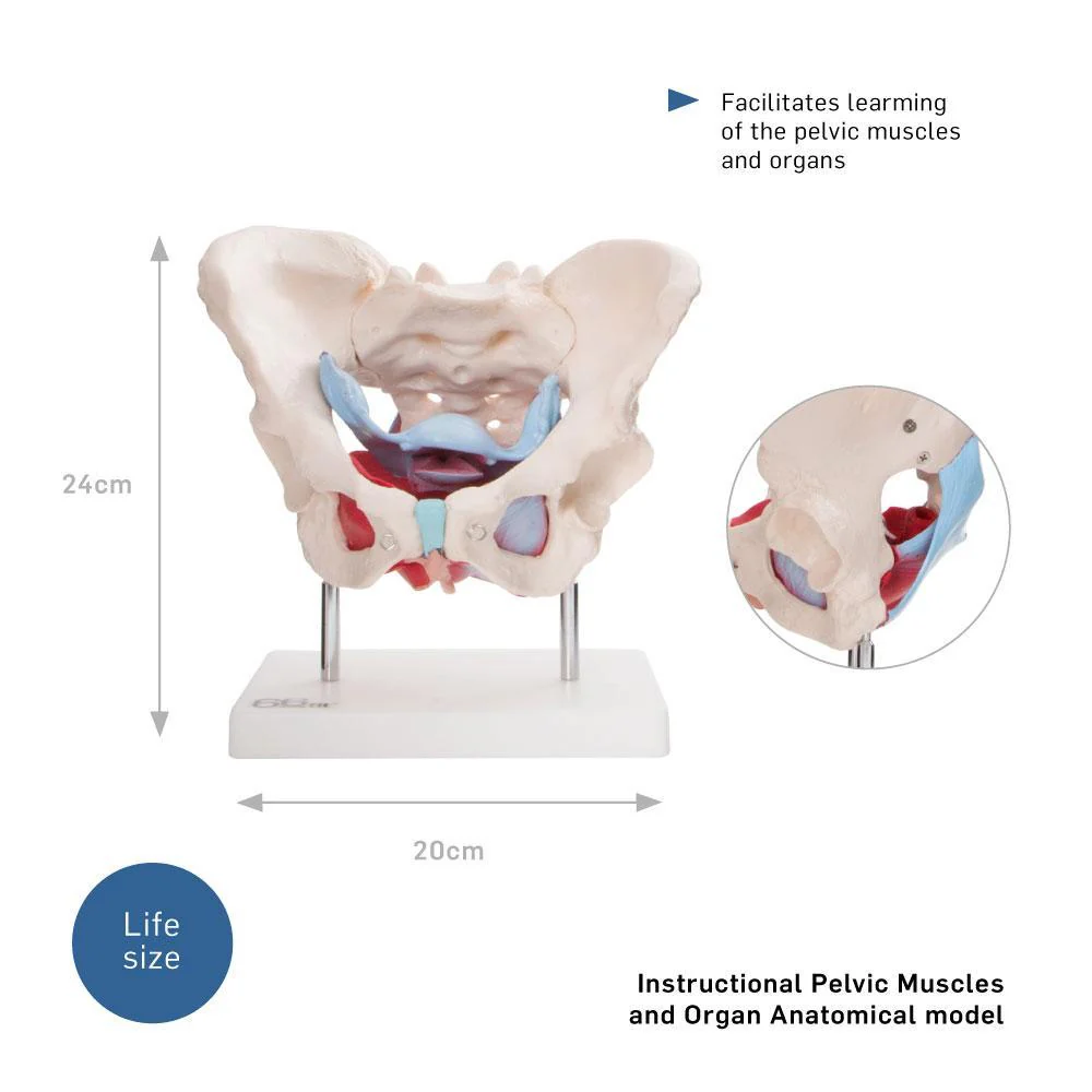 66fit Female Pelvic Muscles & Organ Anatomical Model - Image 7