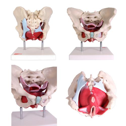 66fit Female Pelvic Muscles & Organ Anatomical Model - Image 8