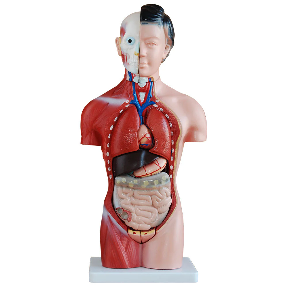 66fit Female Torso Anatomical Model - 15 parts - 42cm