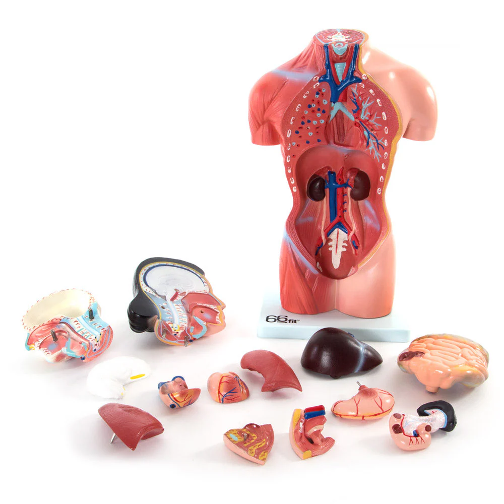 66fit Female Torso Anatomical Model - 15 parts - 42cm - Image 10