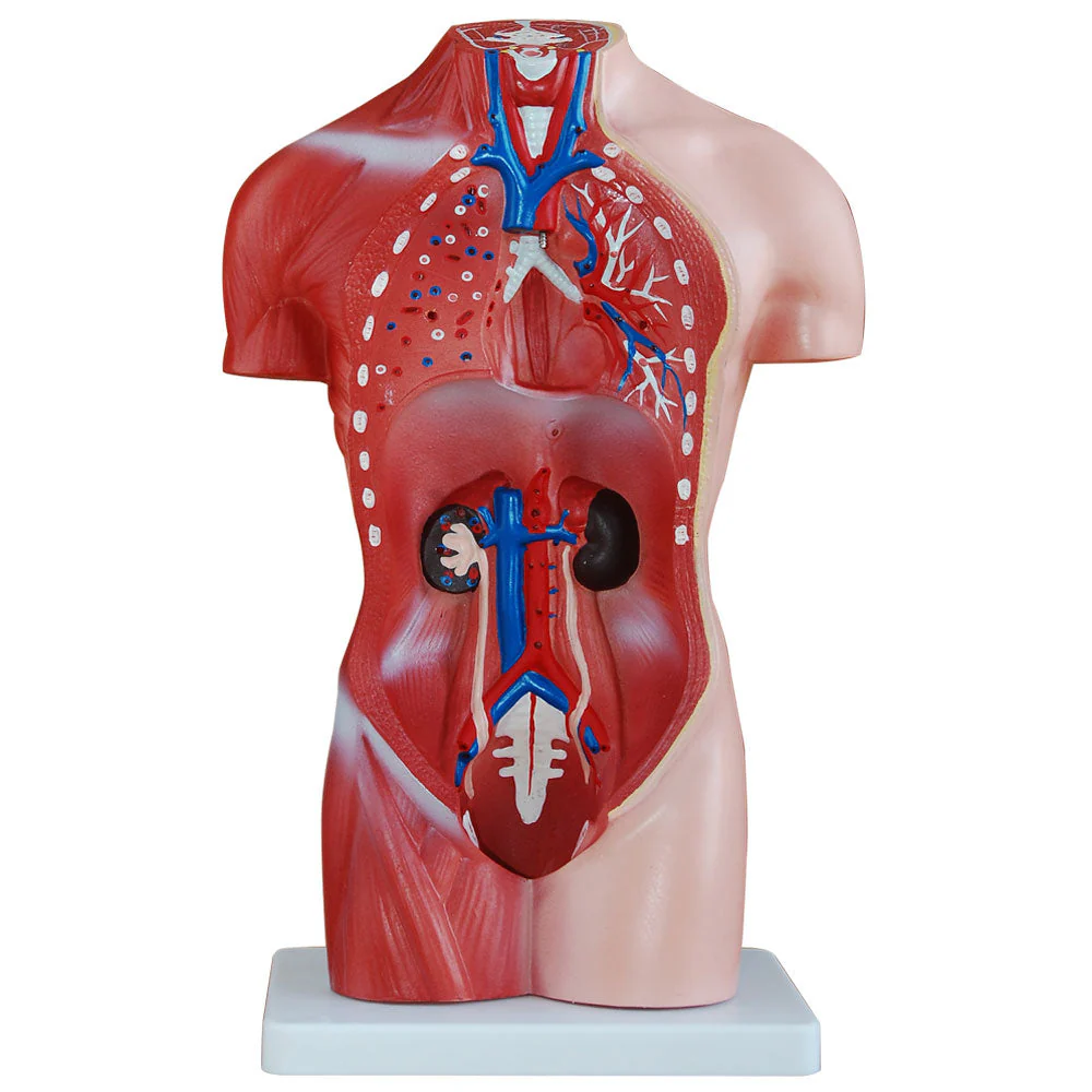 66fit Female Torso Anatomical Model - 15 parts - 42cm - Image 2