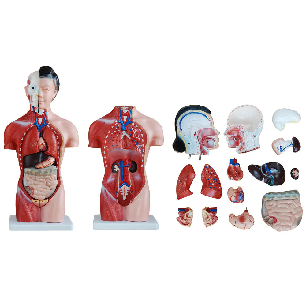 66fit Female Torso Anatomical Model - 15 parts - 42cm - Image 3