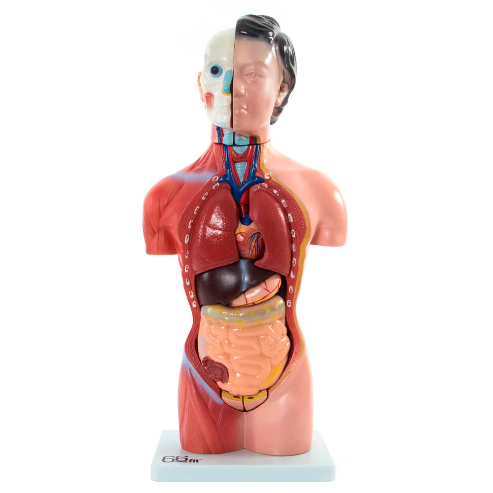 66fit Female Torso Anatomical Model - 15 parts - 42cm - Image 5