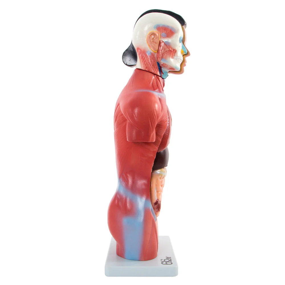 66fit Female Torso Anatomical Model - 15 parts - 42cm - Image 6