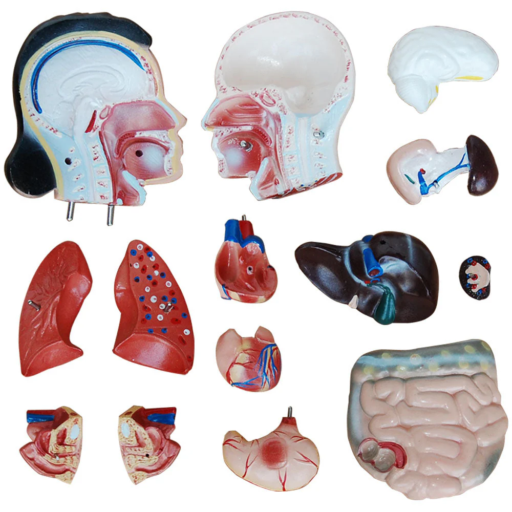 66fit Female Torso Anatomical Model - 15 parts - 42cm - Image 7