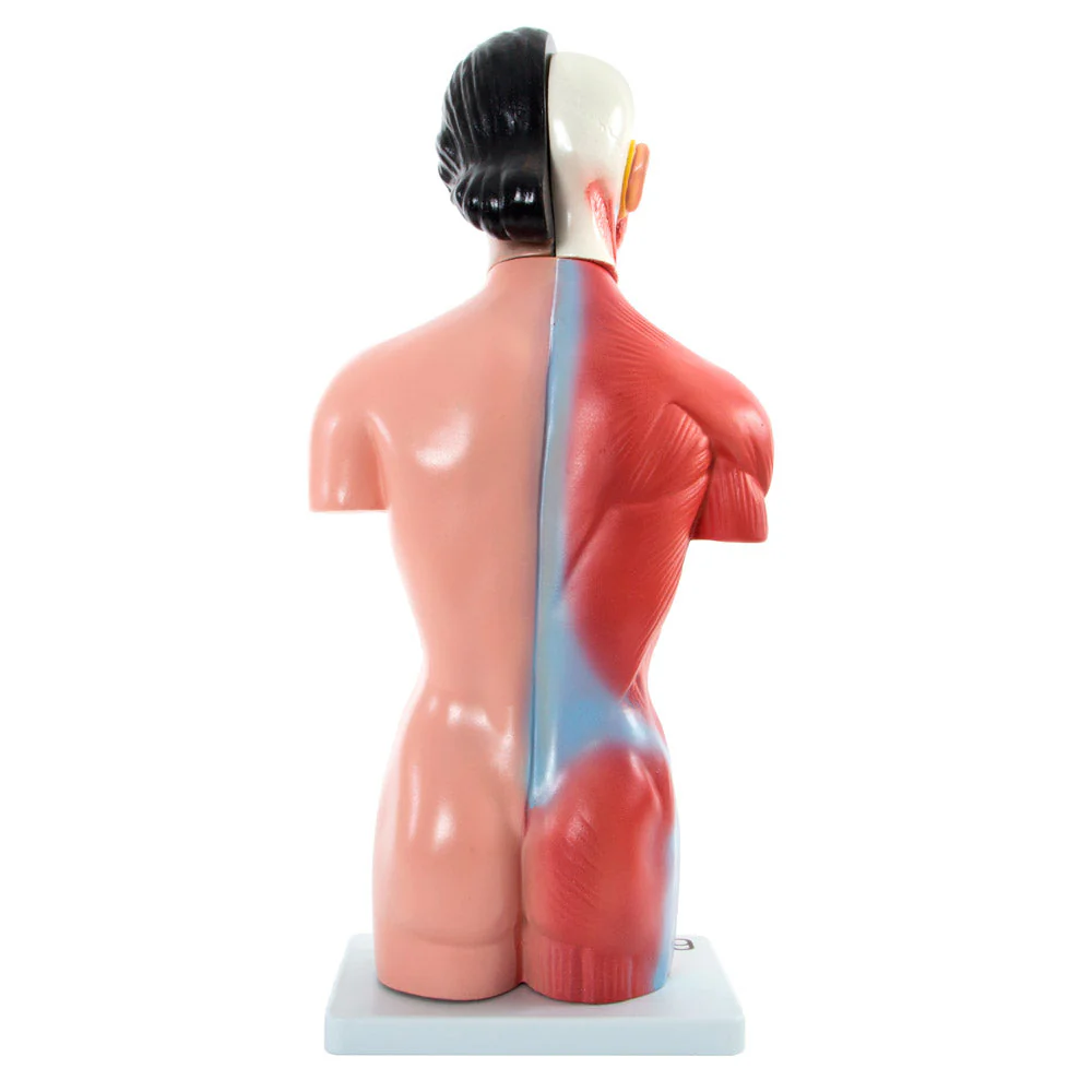 66fit Female Torso Anatomical Model - 15 parts - 42cm - Image 8
