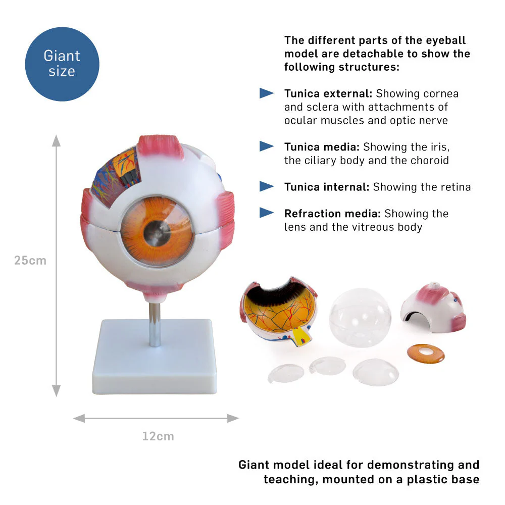 66fit Giant Eye Model - White - Image 2