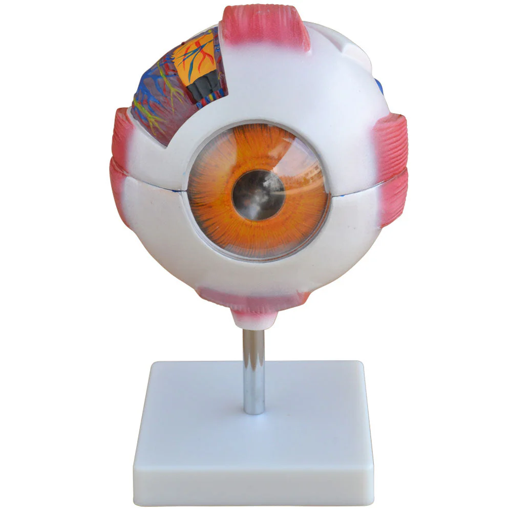 66fit Giant Eye Model - White - Image 3