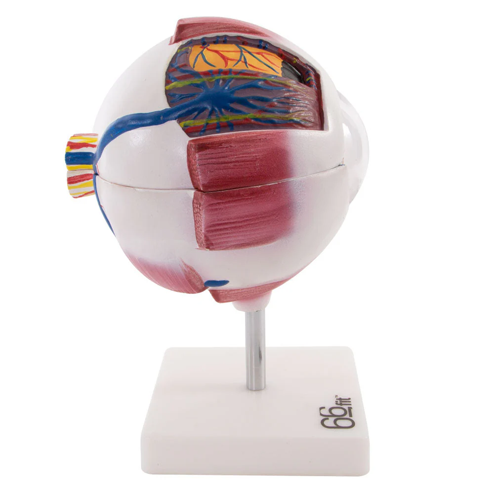 66fit Giant Eye Model - White - Image 4