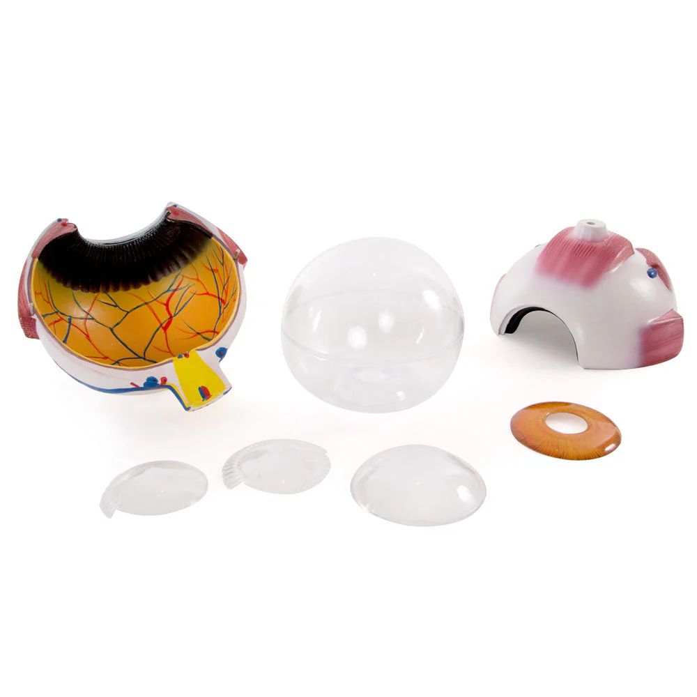 66fit Giant Eye Model - White - Image 5