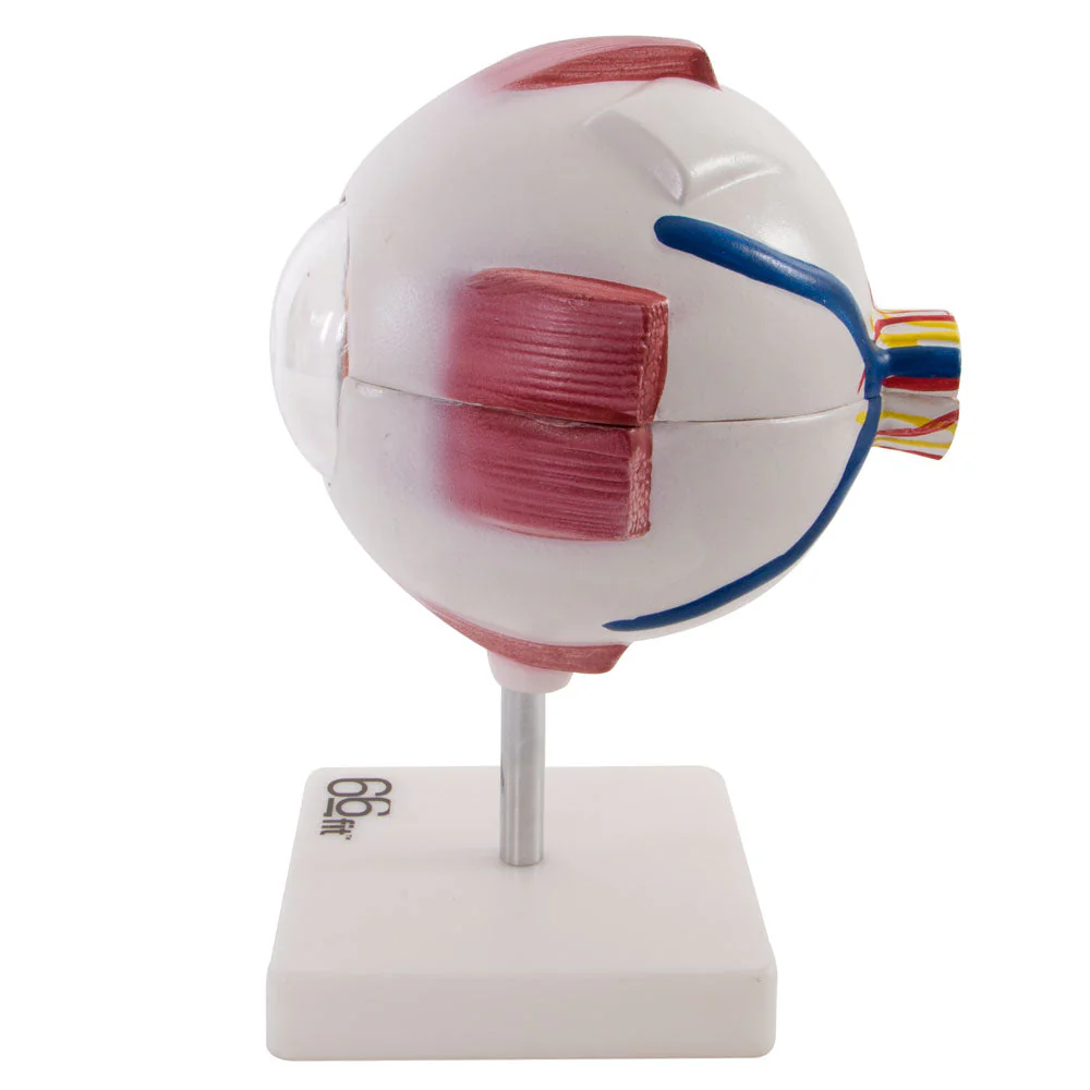 66fit Giant Eye Model - White - Image 7