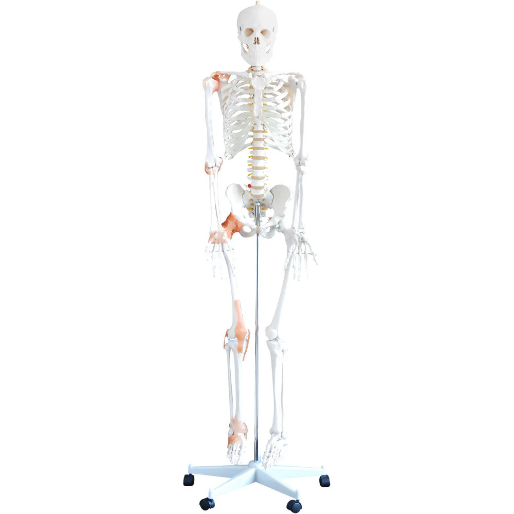 66fit Human Flexible Skeleton with Ligaments- 180cm - Image 3