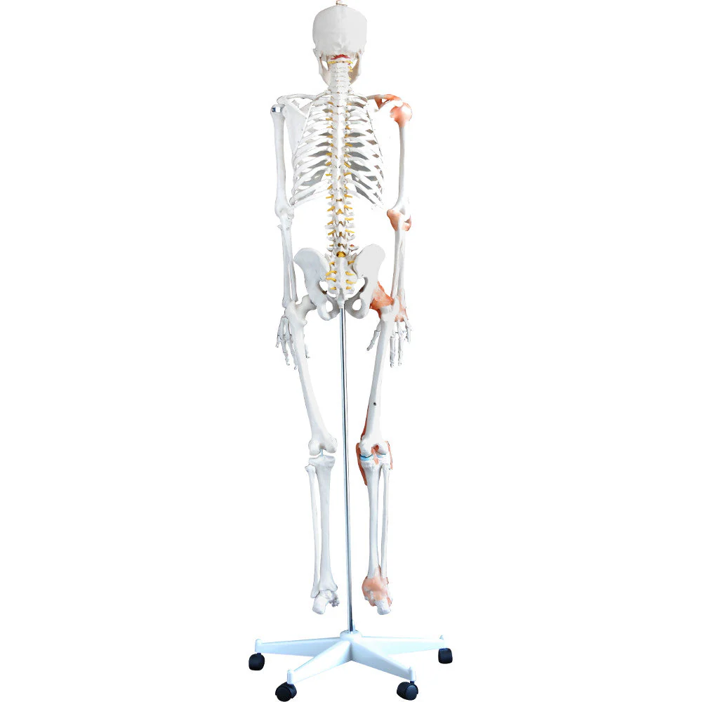 66fit Human Flexible Skeleton with Ligaments- 180cm - Image 4