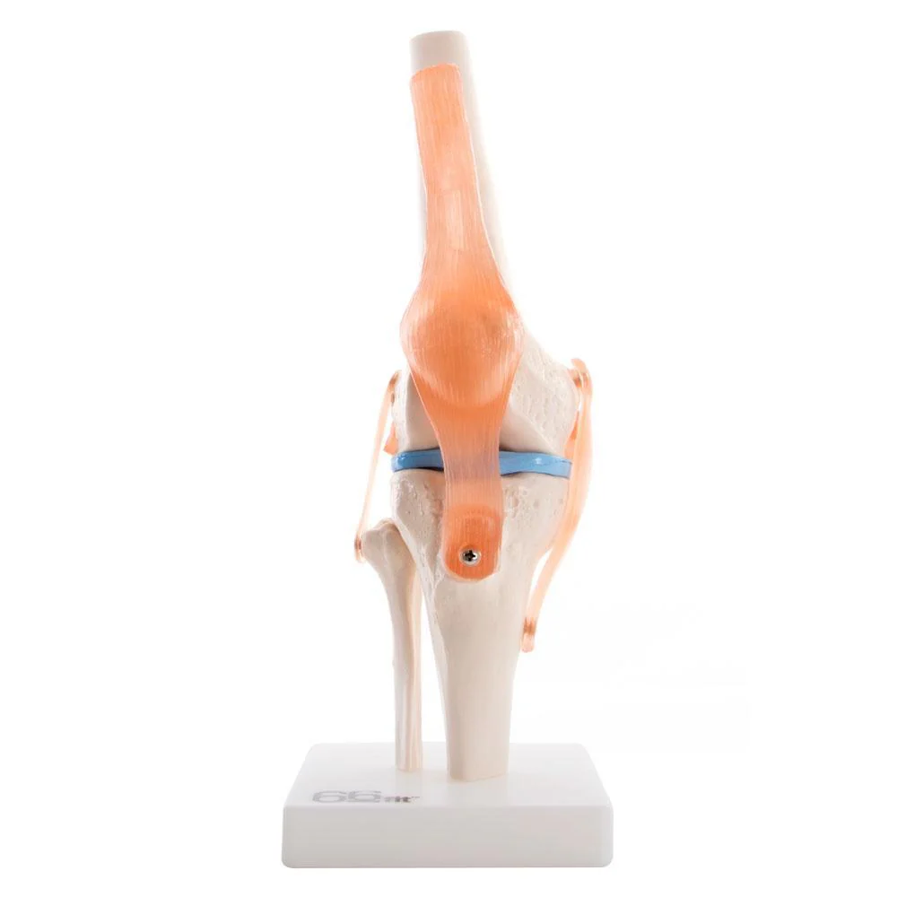 66fit Human Knee Joint Anatomical Model - Image 3