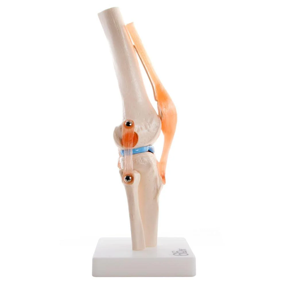 66fit Human Knee Joint Anatomical Model - Image 4