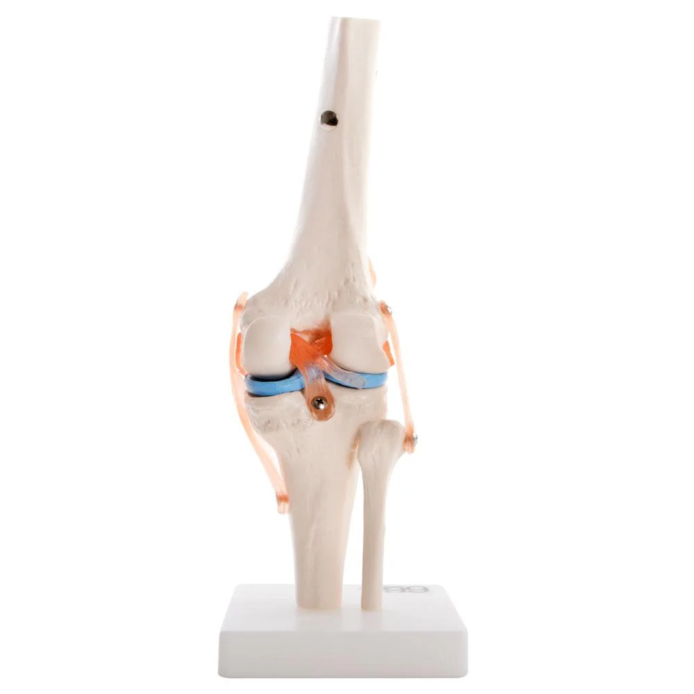 66fit Human Knee Joint Anatomical Model - Image 5