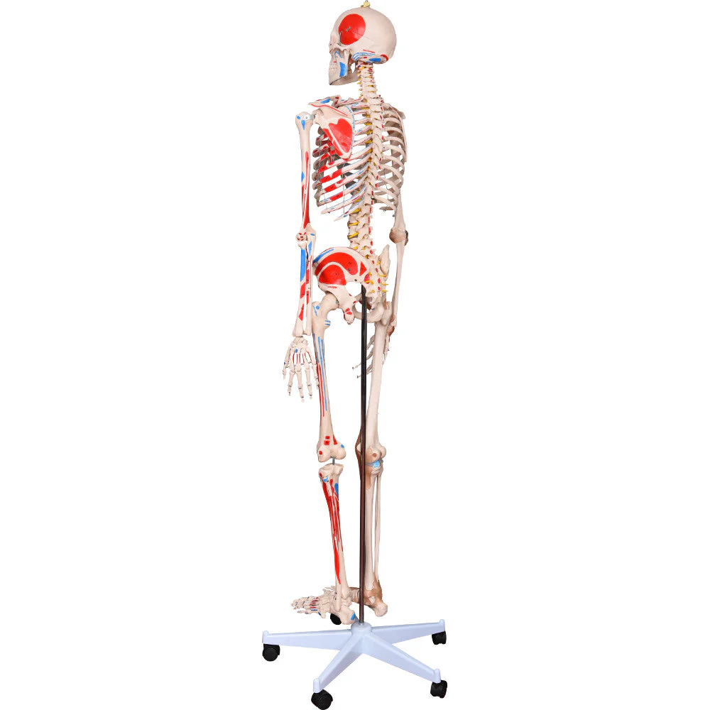 66fit Human Skeleton with Numbered Muscles and Ligaments - 180cm Tall - Image 2