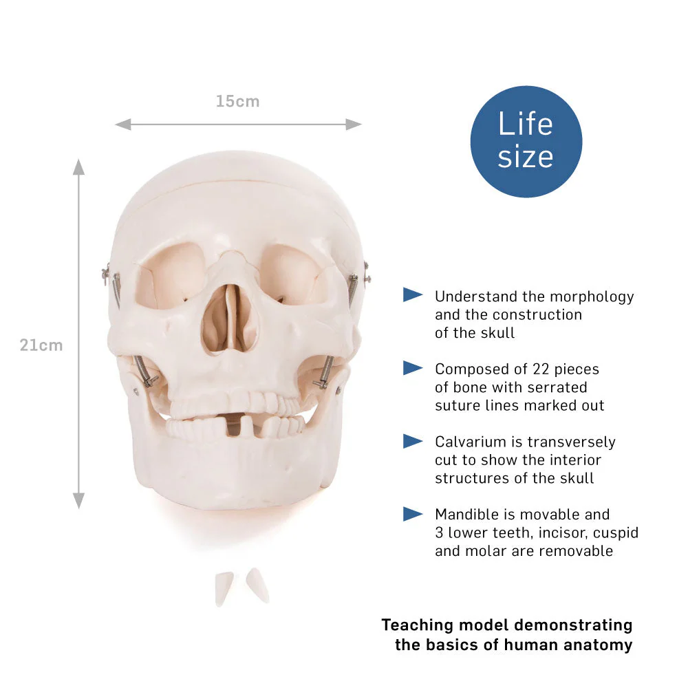 66fit Life Size Human Skull Anatomical Model - Image 2