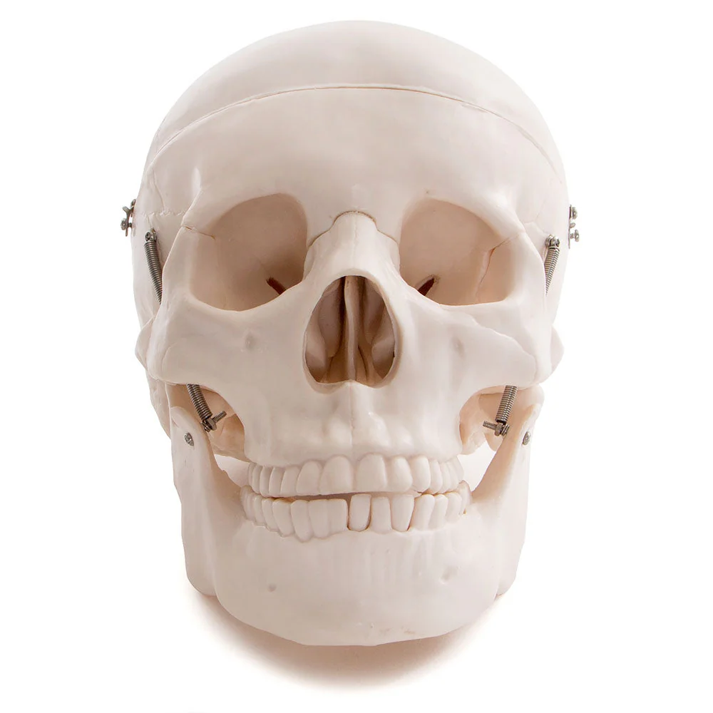 66fit Life Size Human Skull Anatomical Model - Image 3