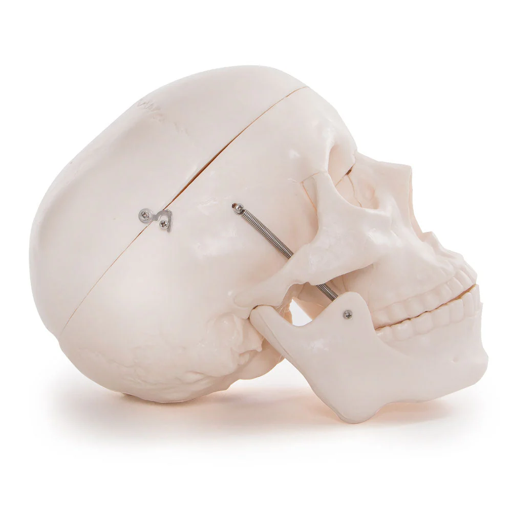 66fit Life Size Human Skull Anatomical Model - Image 4