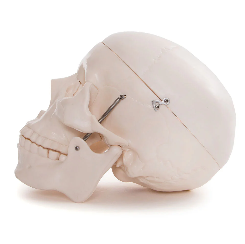 66fit Life Size Human Skull Anatomical Model - Image 6