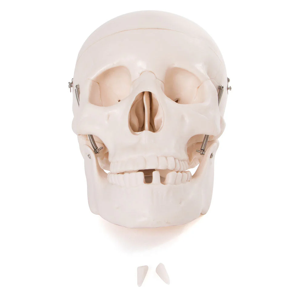 66fit Life Size Human Skull Anatomical Model - Image 7