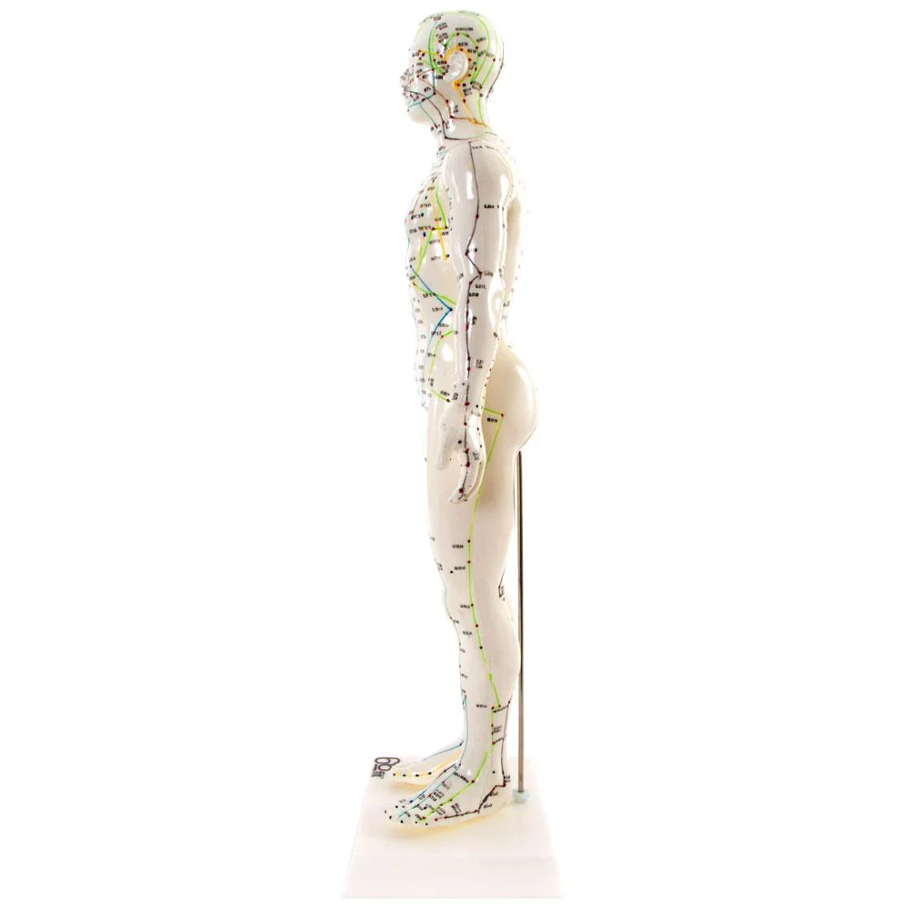 66fit Male Acupuncture Model - 50cm - Image 5