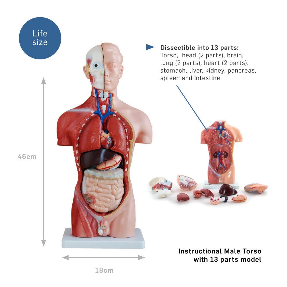 66fit Male Torso Anatomical Model - 13 parts - 42cm - Image 2