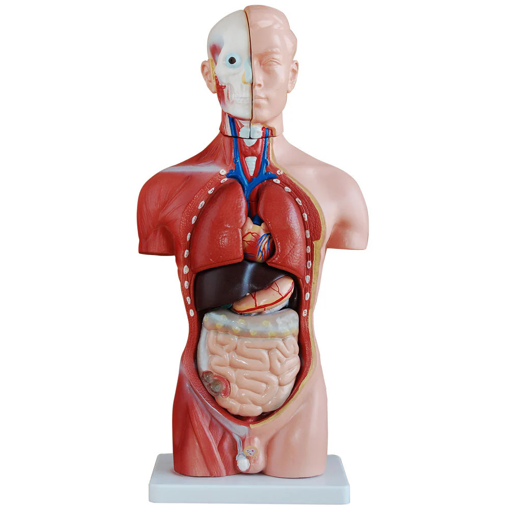 66fit Male Torso Anatomical Model - 13 parts - 42cm - Image 3