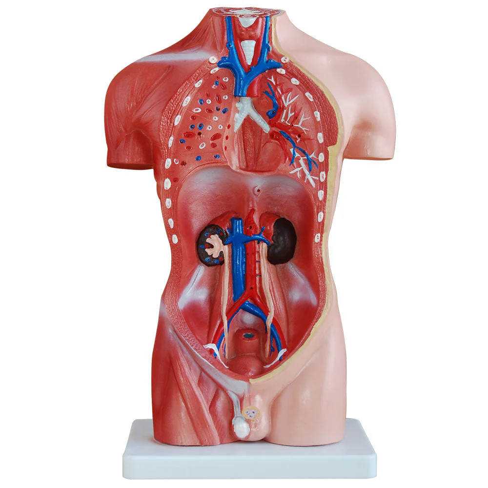 66fit Male Torso Anatomical Model - 13 parts - 42cm - Image 5