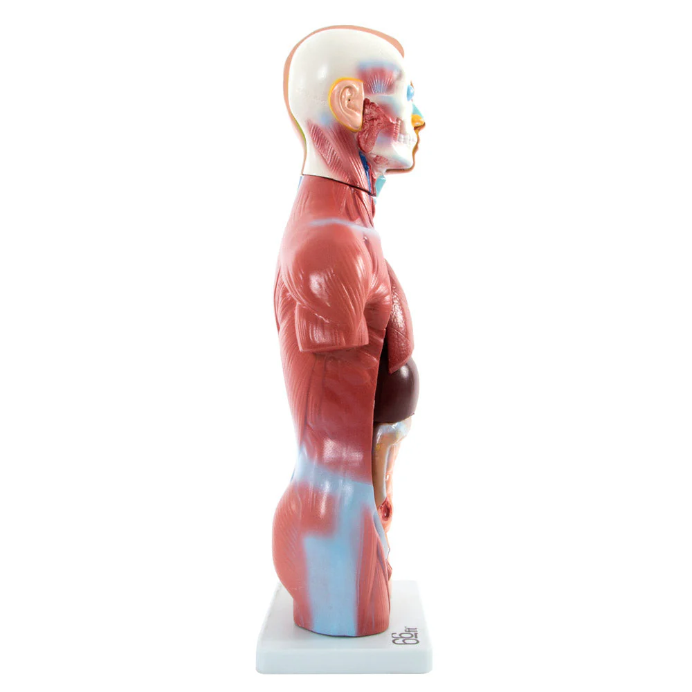 66fit Male Torso Anatomical Model - 13 parts - 42cm - Image 6