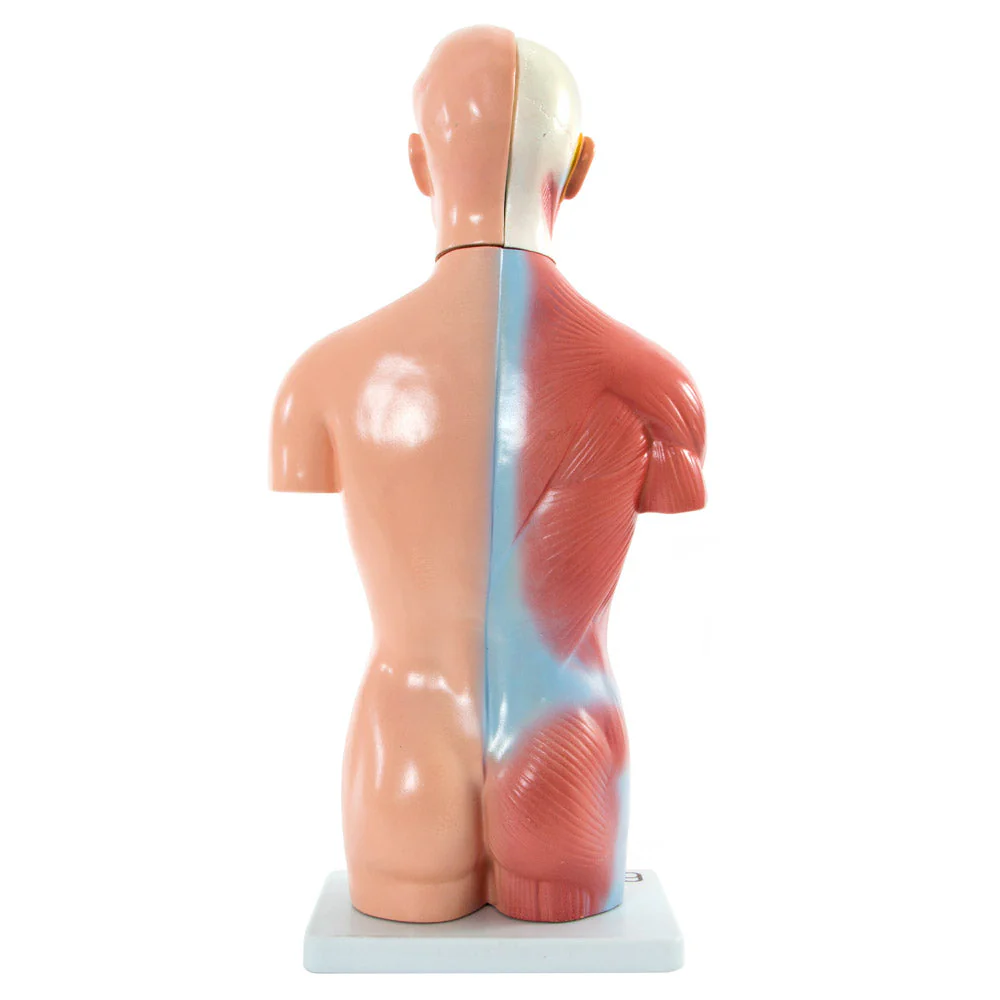 66fit Male Torso Anatomical Model - 13 parts - 42cm - Image 7