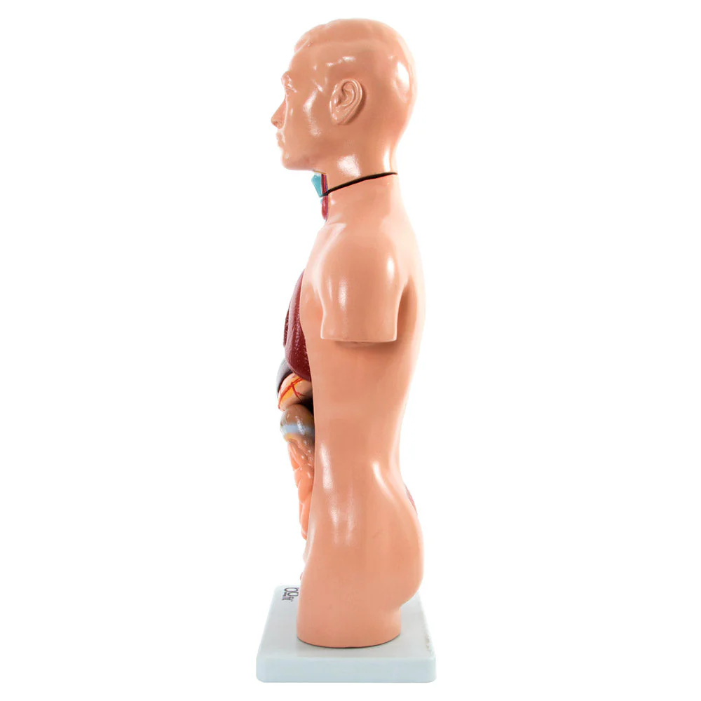 66fit Male Torso Anatomical Model - 13 parts - 42cm - Image 8