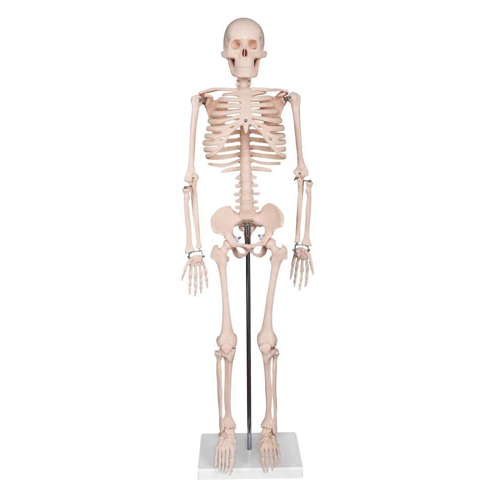 66fit Medium Anatomical Skeleton Model - 85cm - Image 3