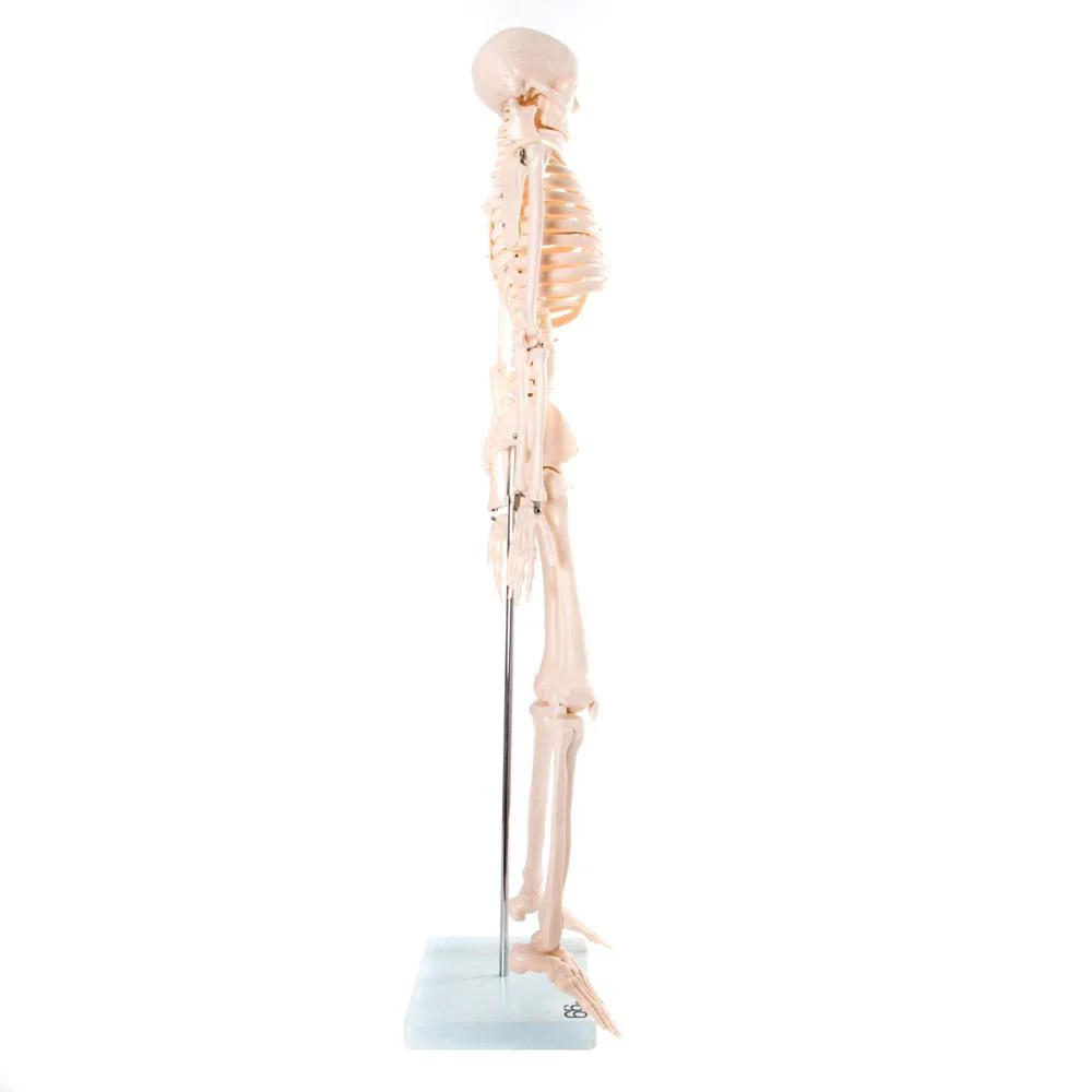 66fit Medium Anatomical Skeleton Model - 85cm - Image 4