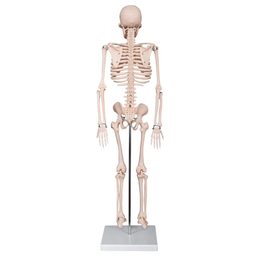 66fit Medium Anatomical Skeleton Model - 85cm - Image 5